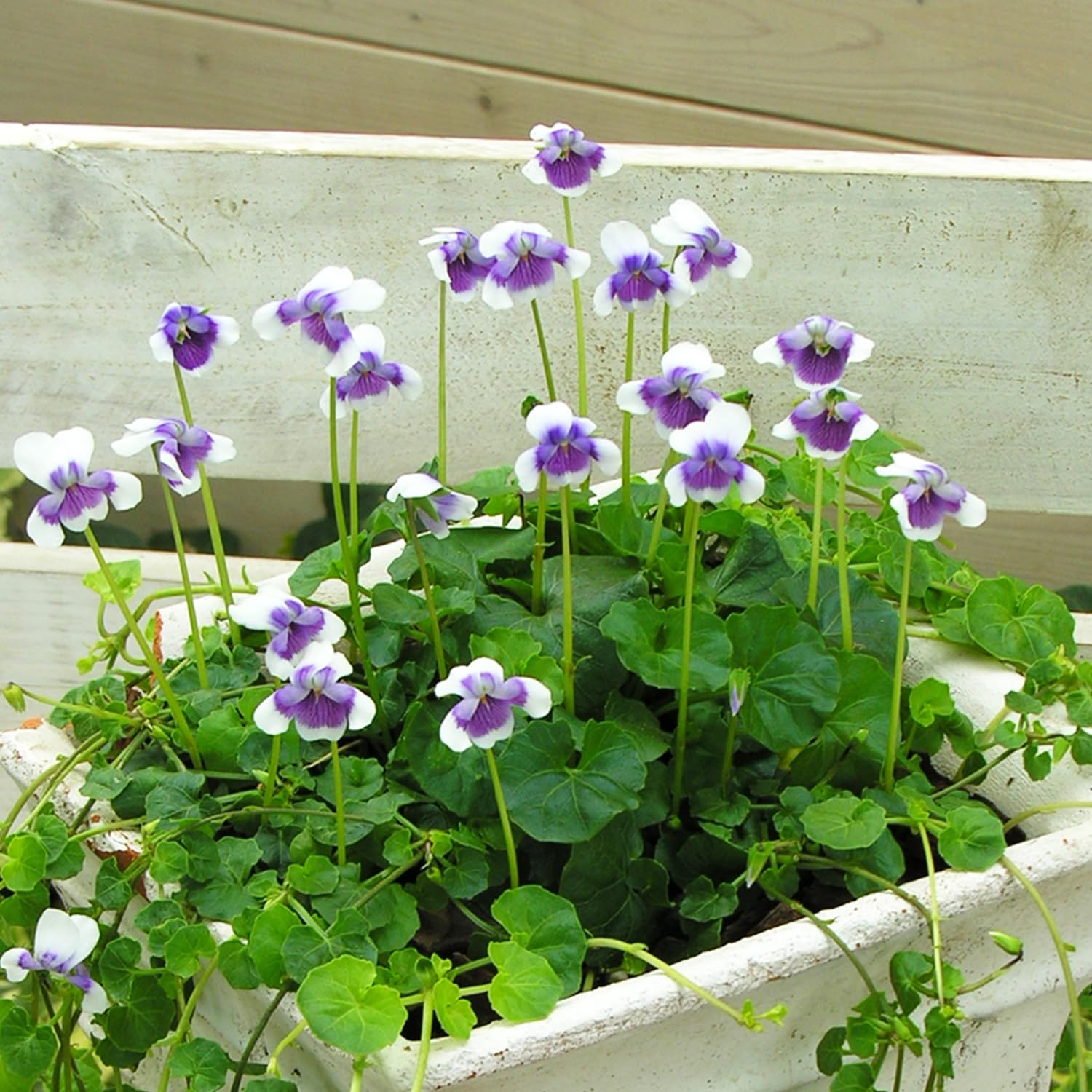 Amazon | パンダスミレ 3号 花苗 2株 白紫系 はなみどり | 花